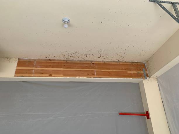 Best Forensic Mold Investigation  in Keene, NH