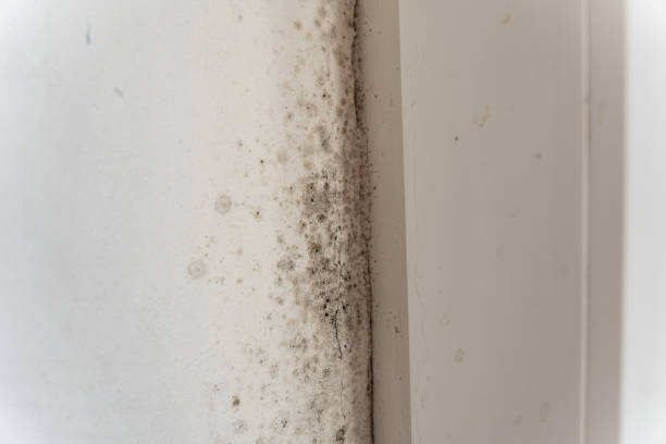 Best Residential Mold Inspection & Testing  in Keene, NH